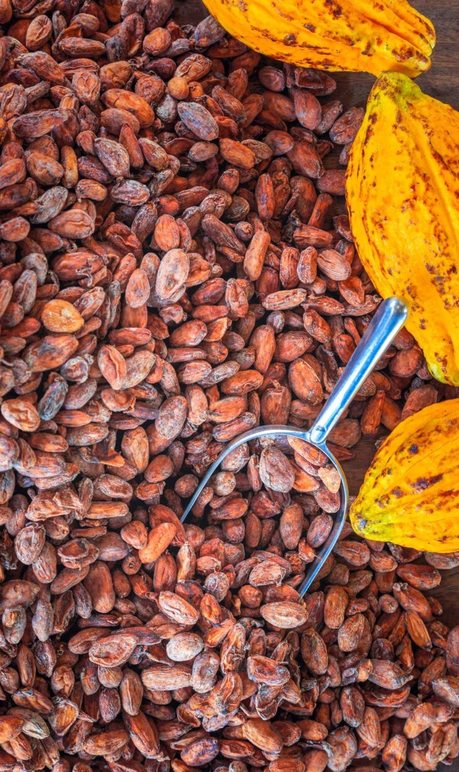 Cocoa beans and ripe cocoa pods — TROPICAL LINK AFRICA